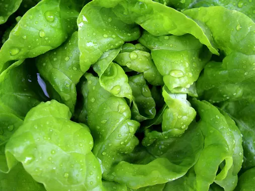 Salade Romaine  lot de 6 salades 