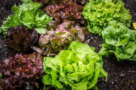 Salade mélange Rouge/verte (Batavia , Chêne, Laitue,  Romaine, Mesclun) lot de 50 salades  